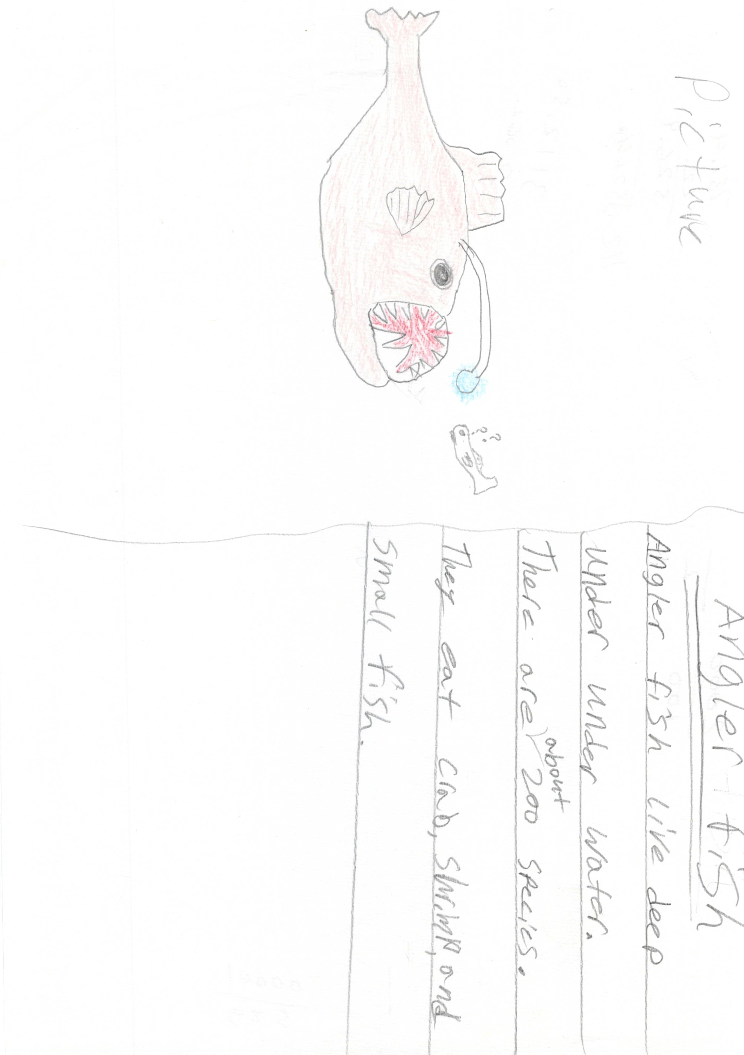 Angler Fish